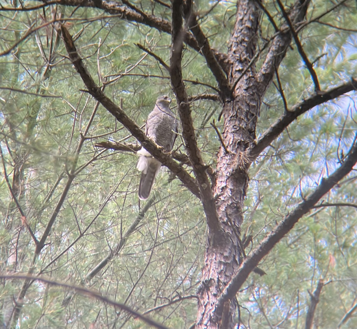 American Goshawk - ML620902589