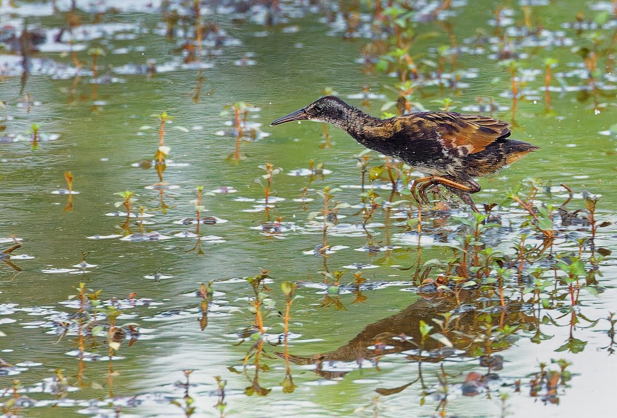 Virginia Rail - ML620902653