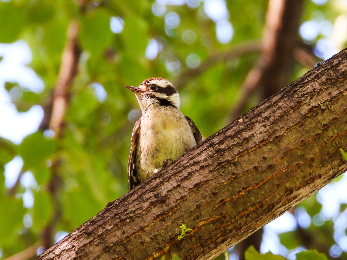 Downy Woodpecker - ML620902661
