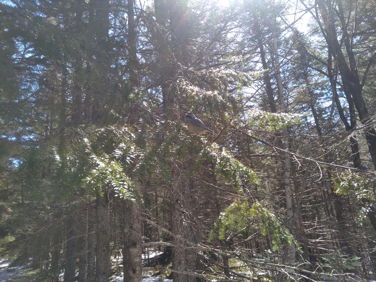 Red-breasted Nuthatch - ML620902678