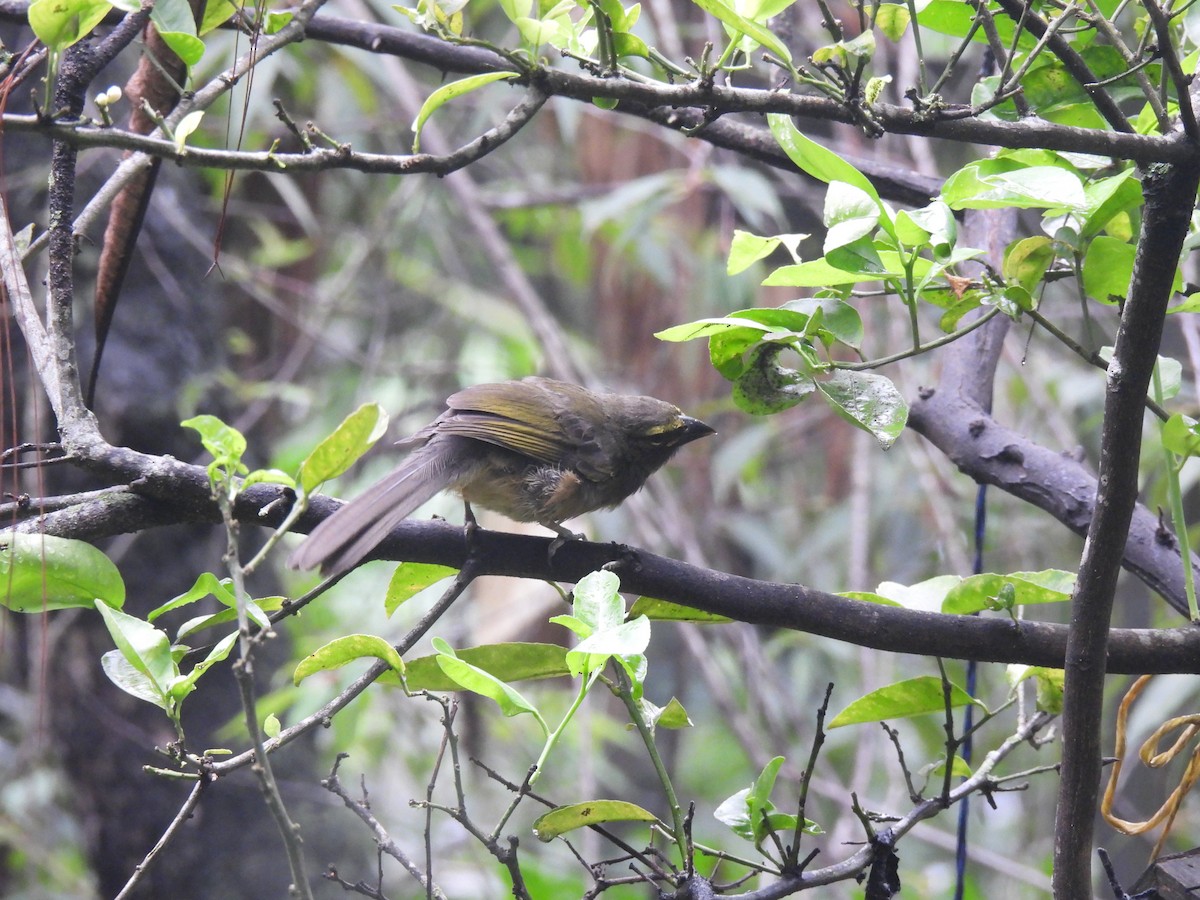 Cinnamon-bellied Saltator - ML620902691