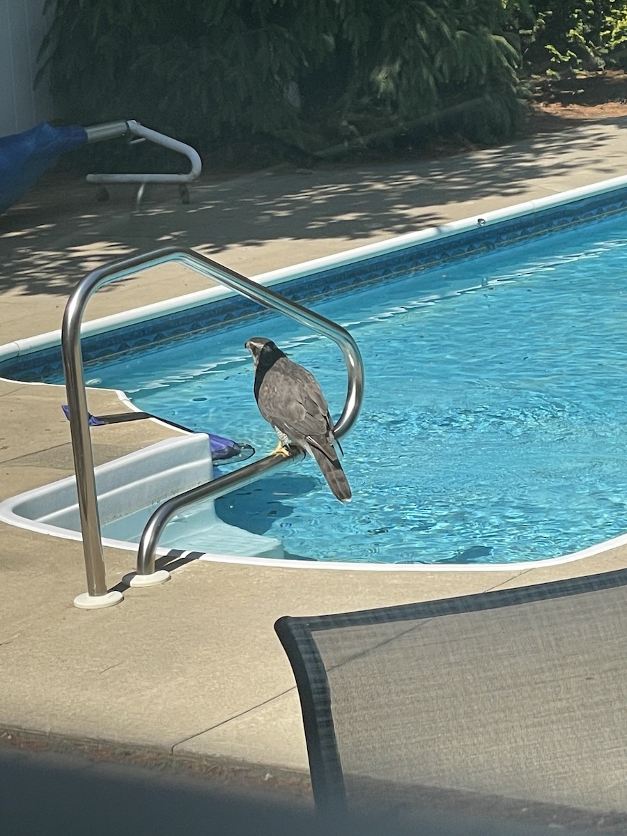 American Goshawk - ML620902697