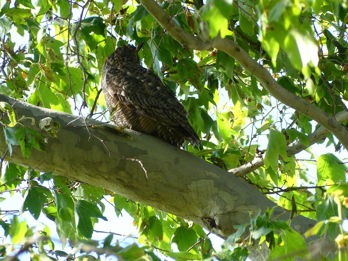Great Horned Owl - ML620902703