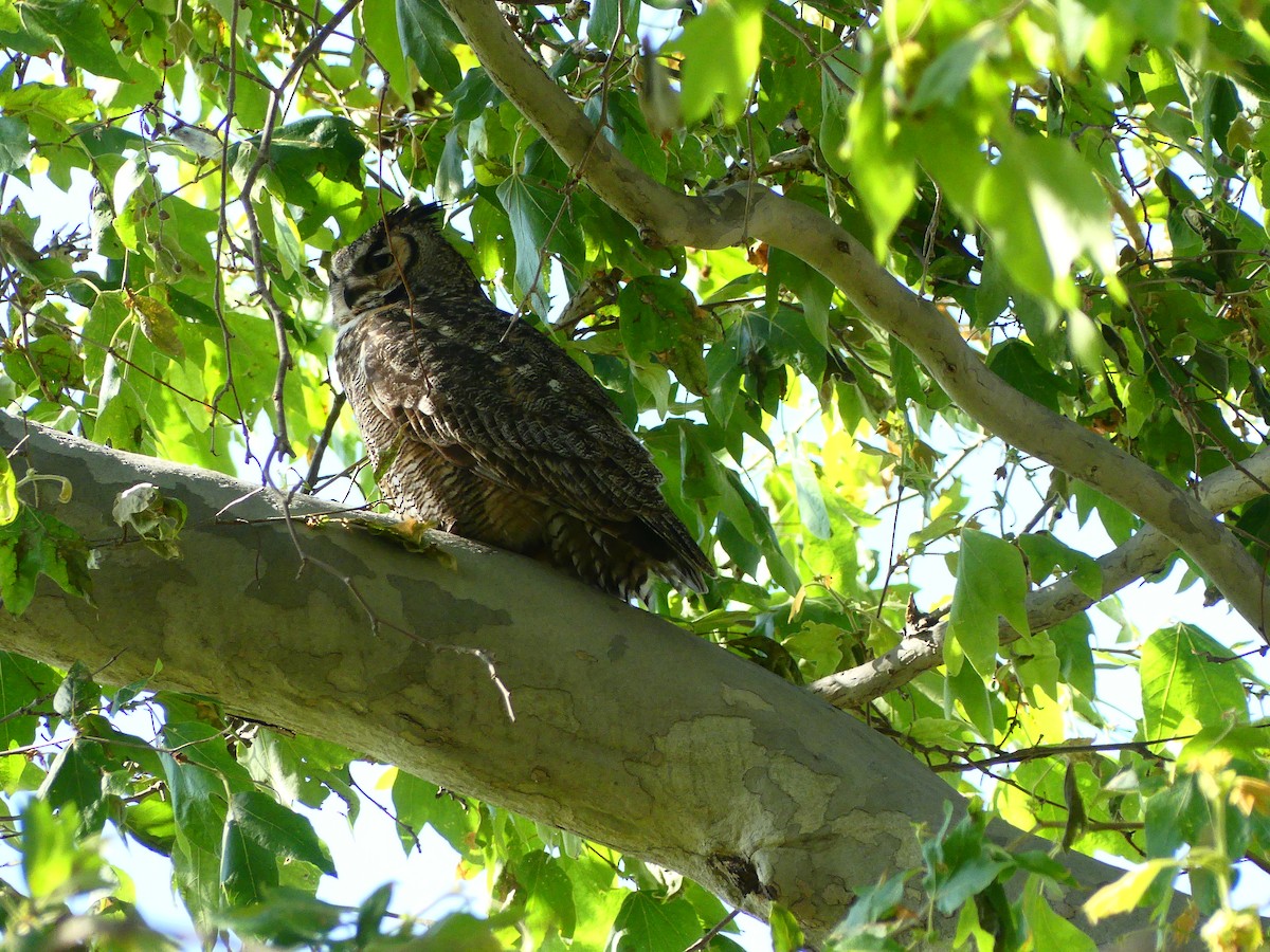 Great Horned Owl - ML620902705