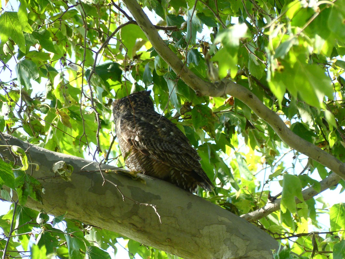 Great Horned Owl - ML620902706