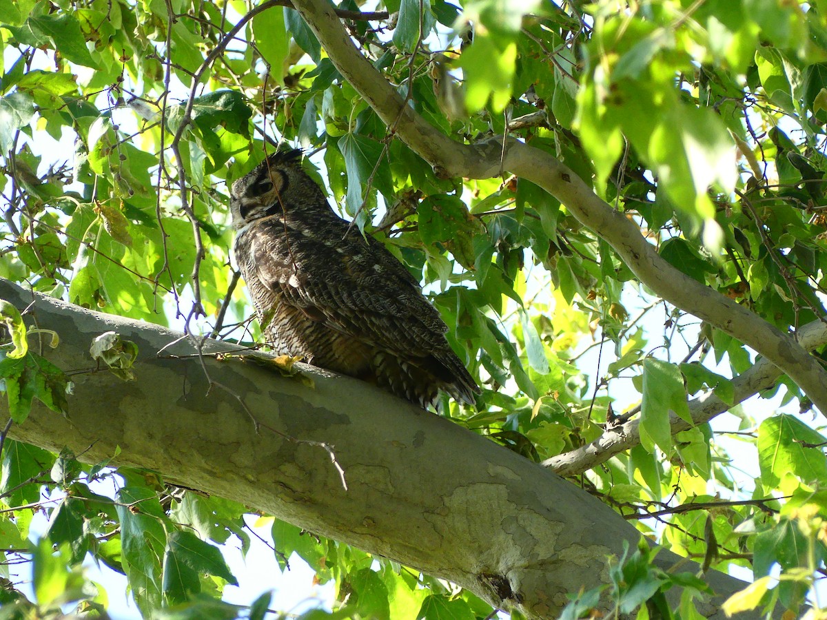Great Horned Owl - ML620902707