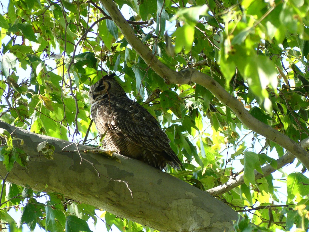 Great Horned Owl - ML620902709