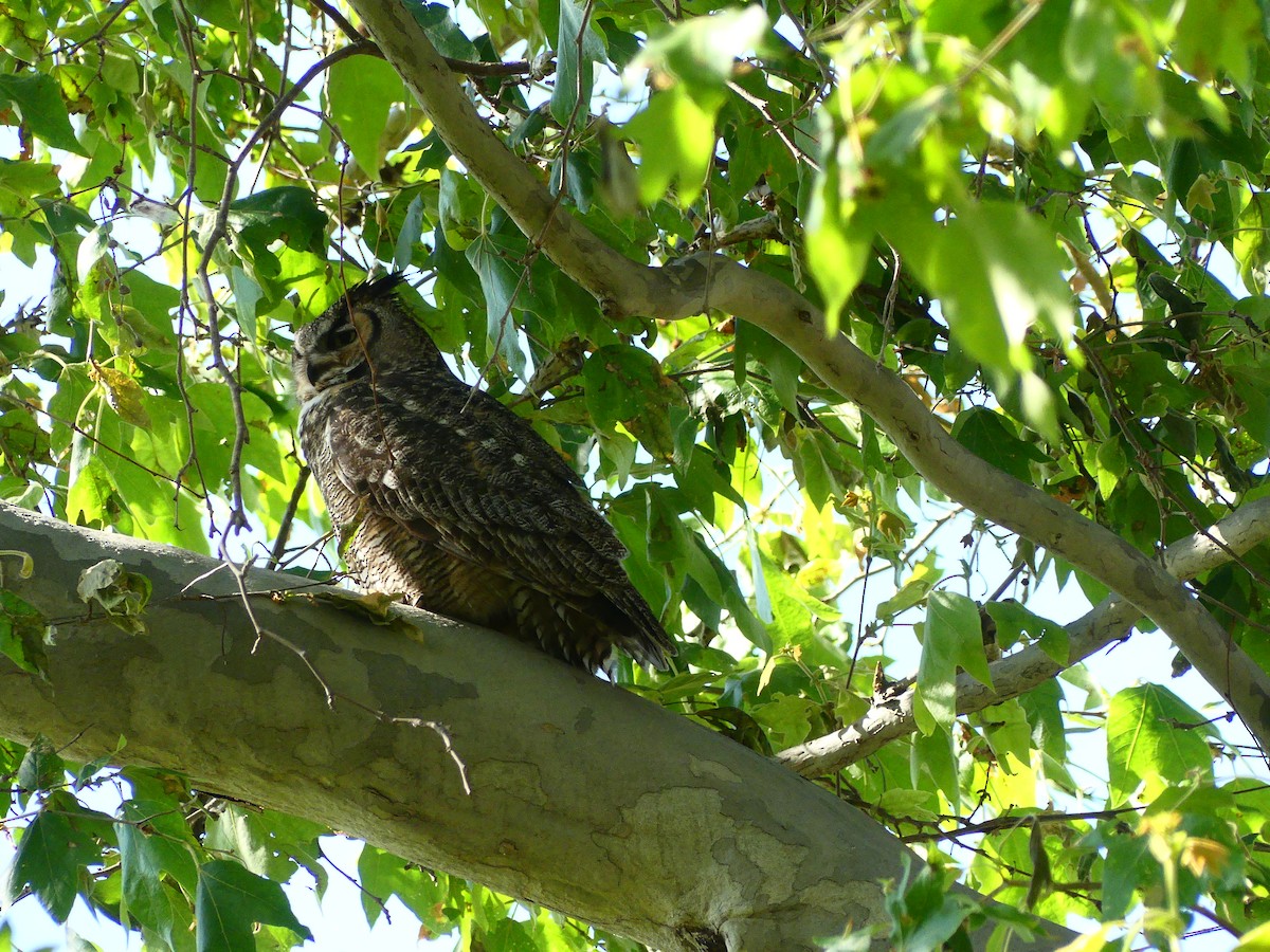 Great Horned Owl - ML620902710
