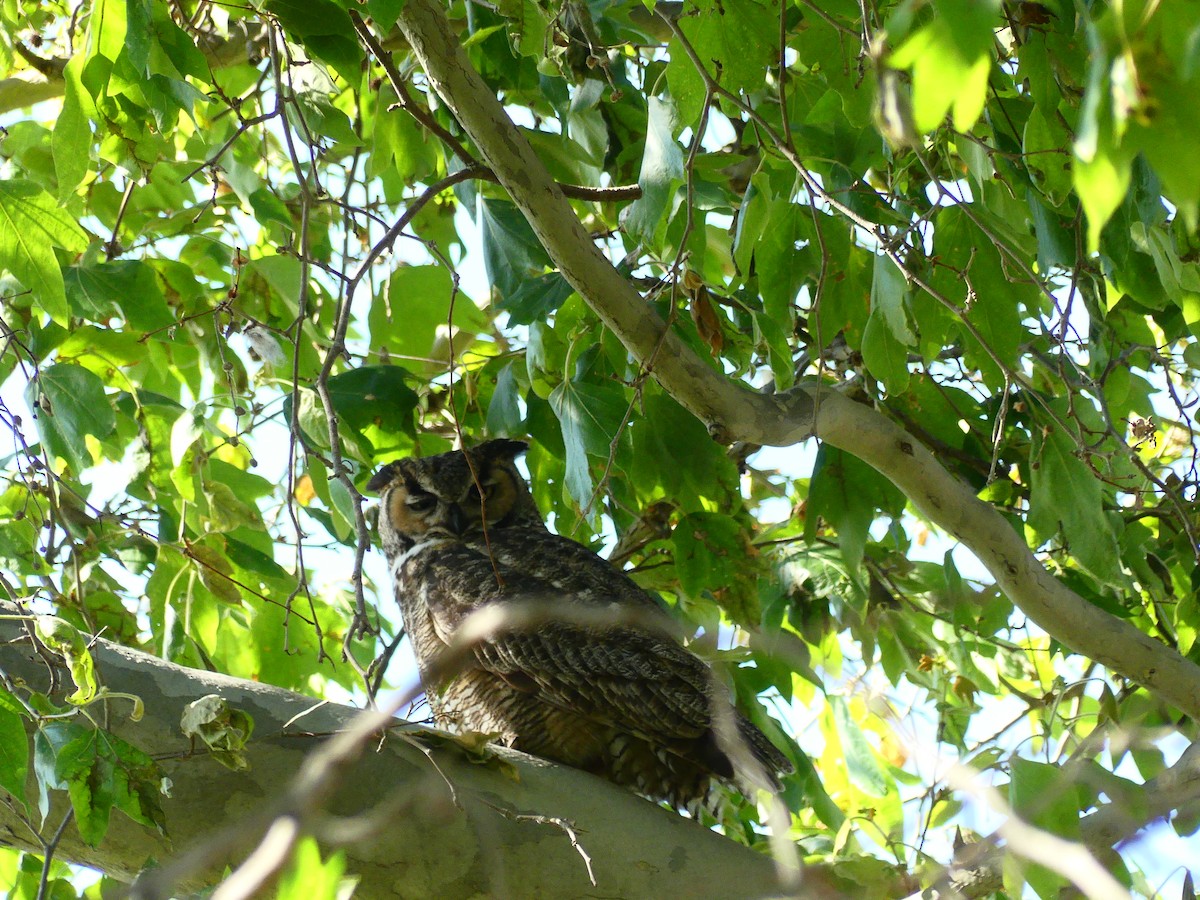 Great Horned Owl - ML620902711