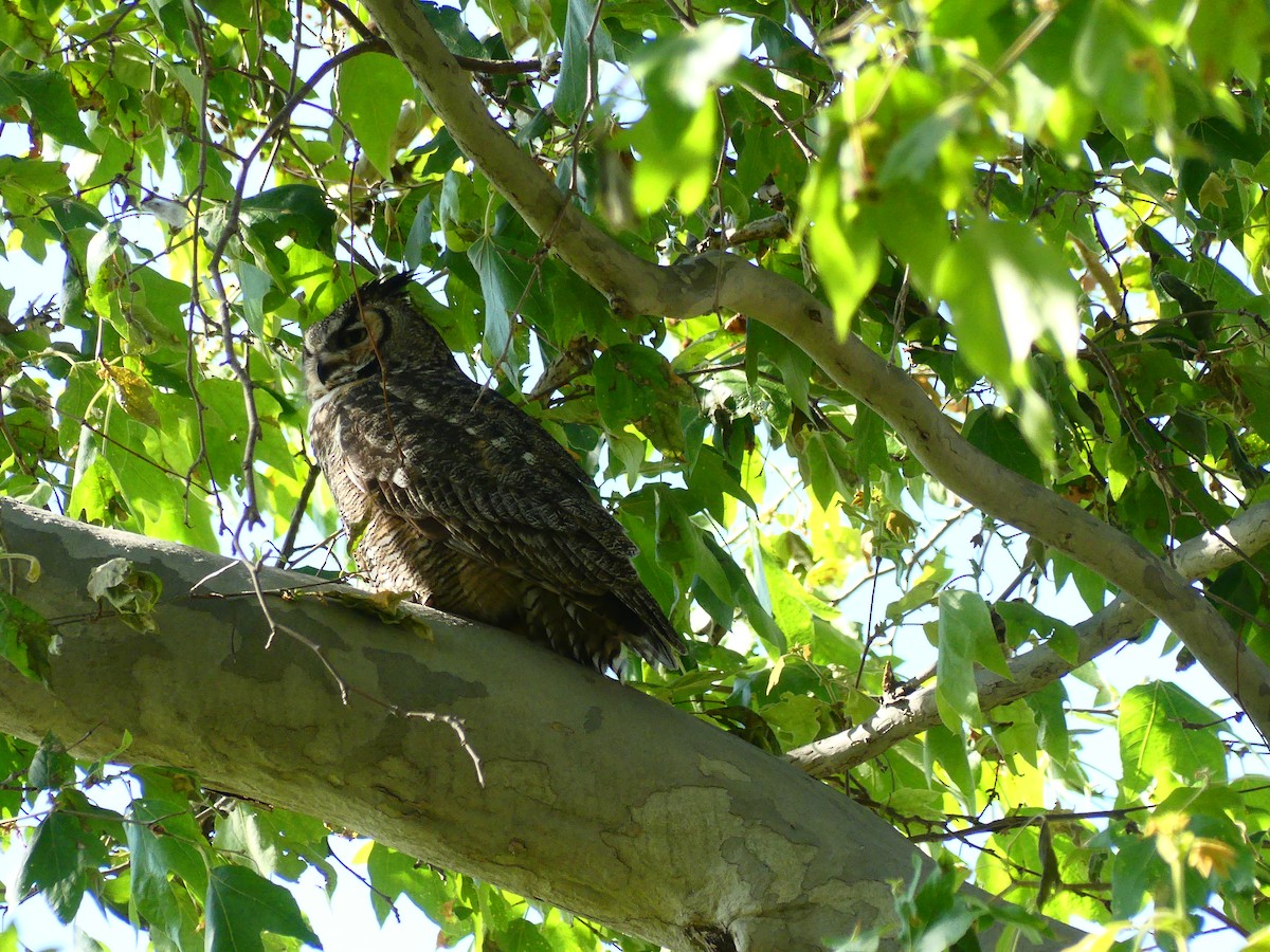 Great Horned Owl - ML620902712