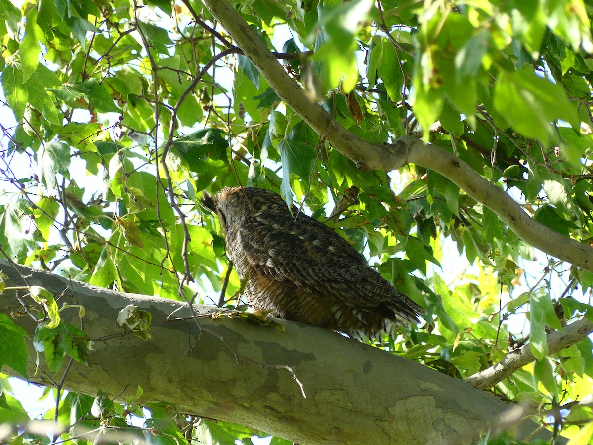 Great Horned Owl - ML620902713