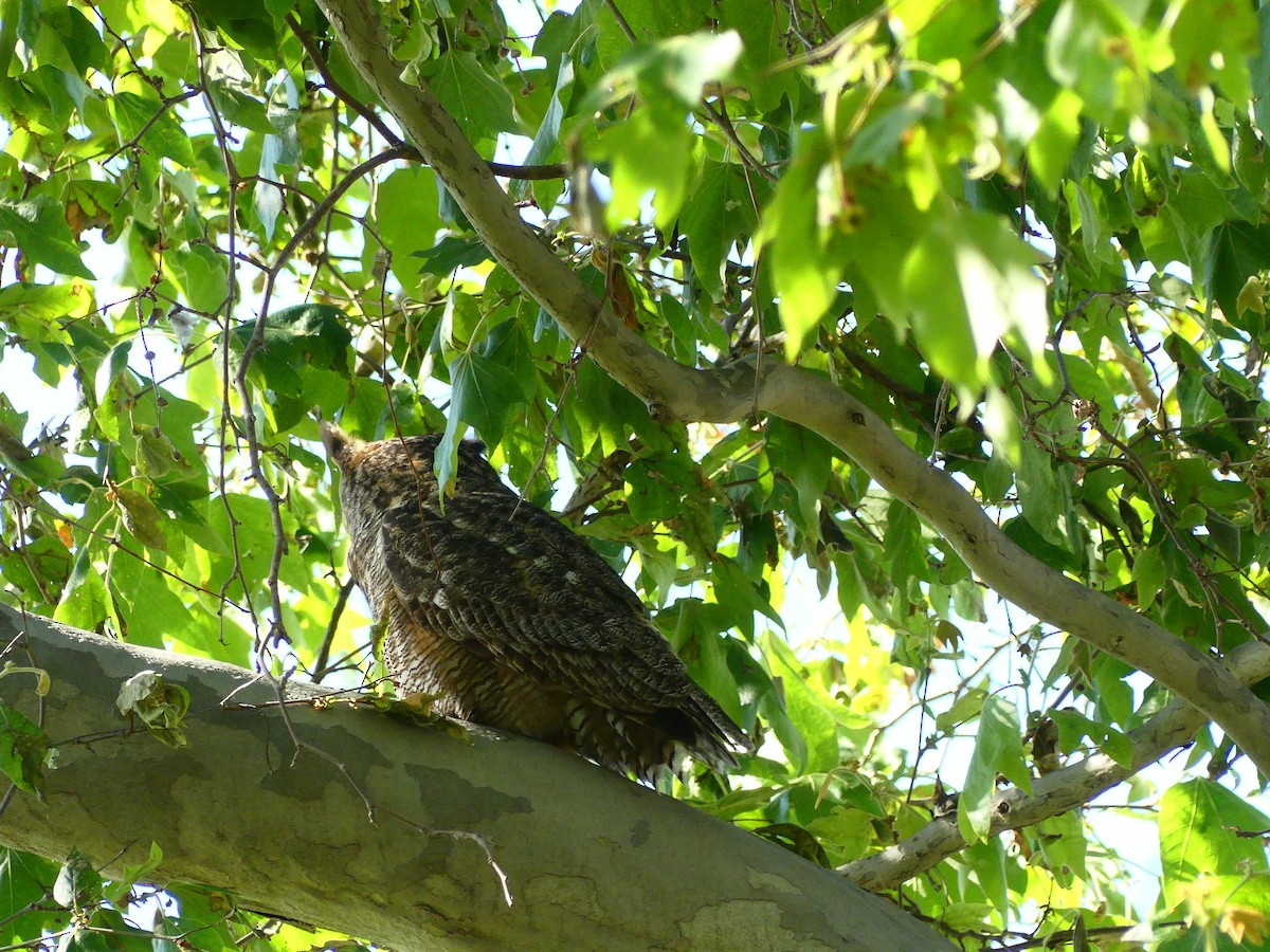 Great Horned Owl - ML620902715