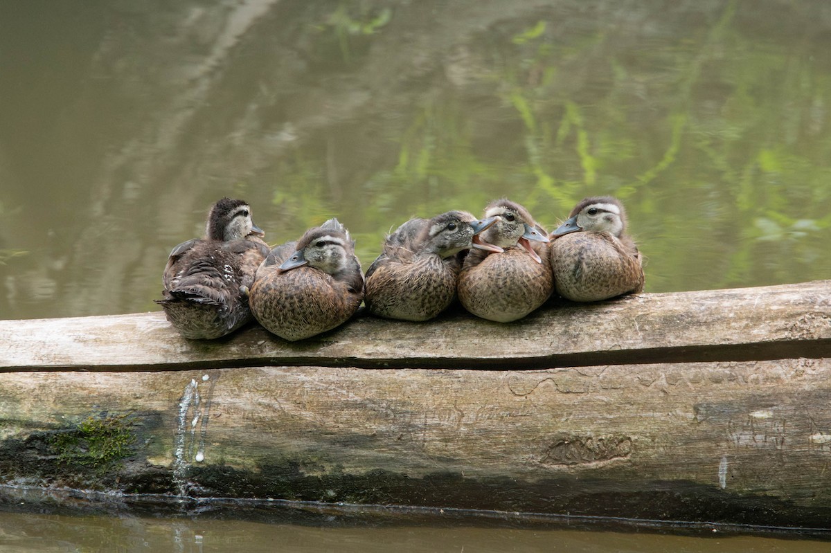 Wood Duck - ML620902745