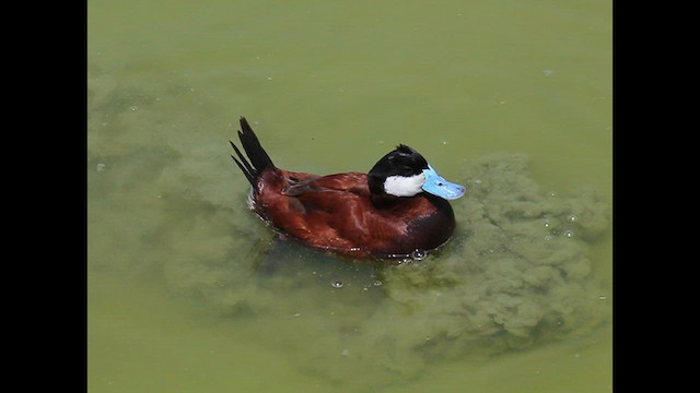 Ruddy Duck - ML620902793