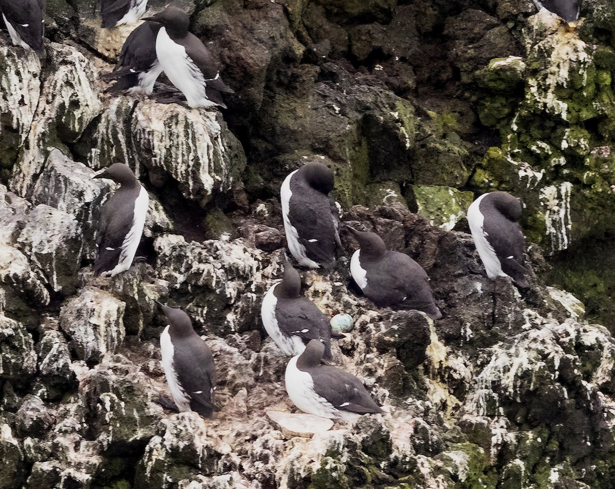 Thick-billed Murre - ML620902866
