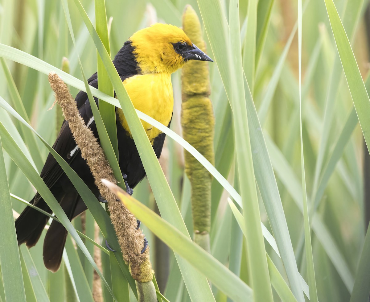 Yellow-headed Blackbird - ML620902867
