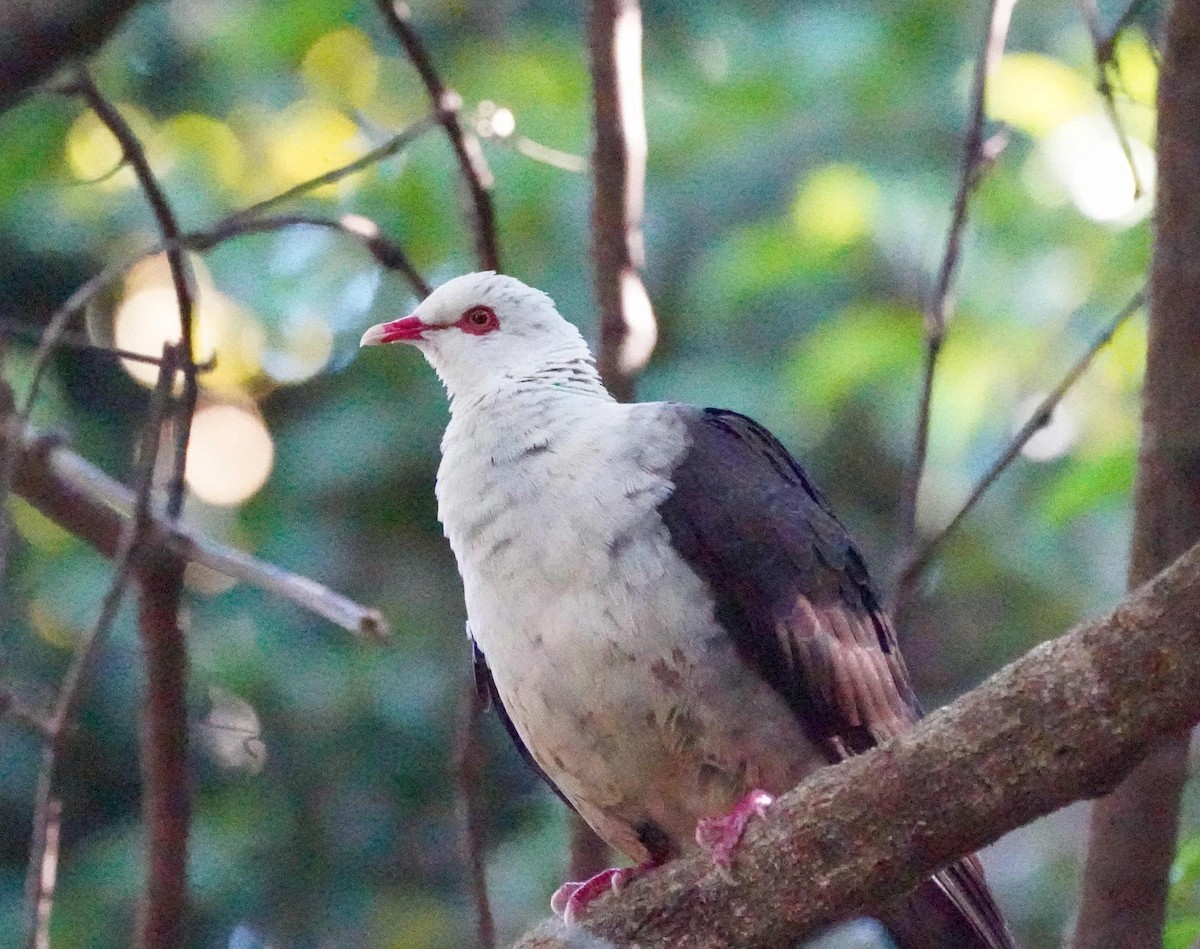 White-headed Pigeon - ML620902900