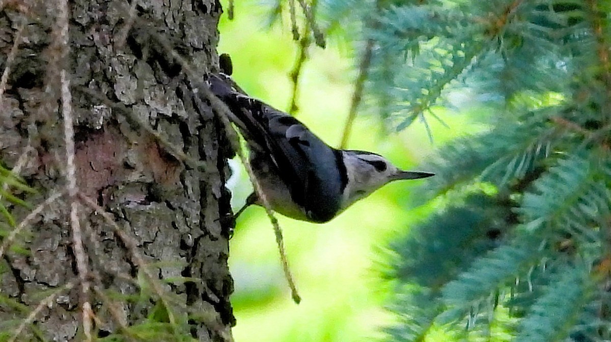 White-breasted Nuthatch - ML620902909