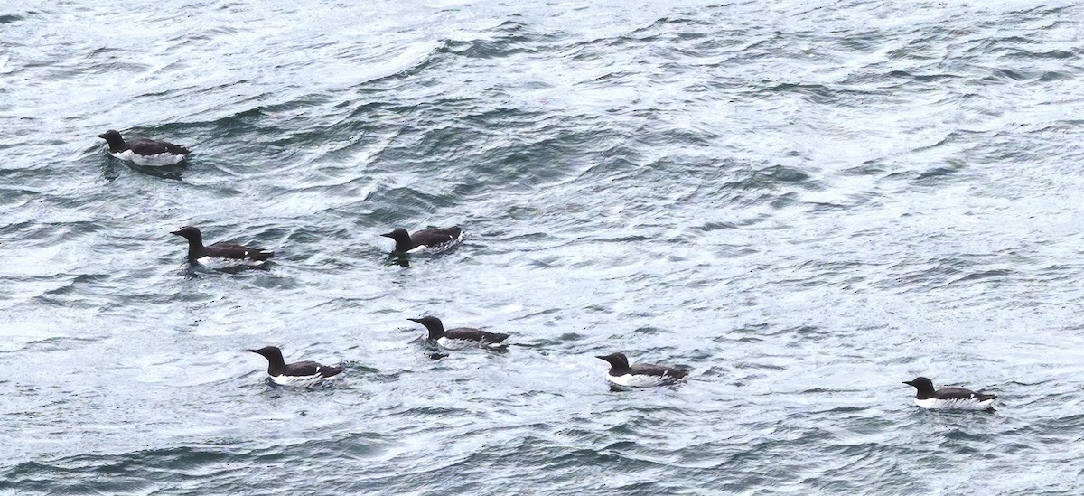 Thick-billed Murre - ML620902939