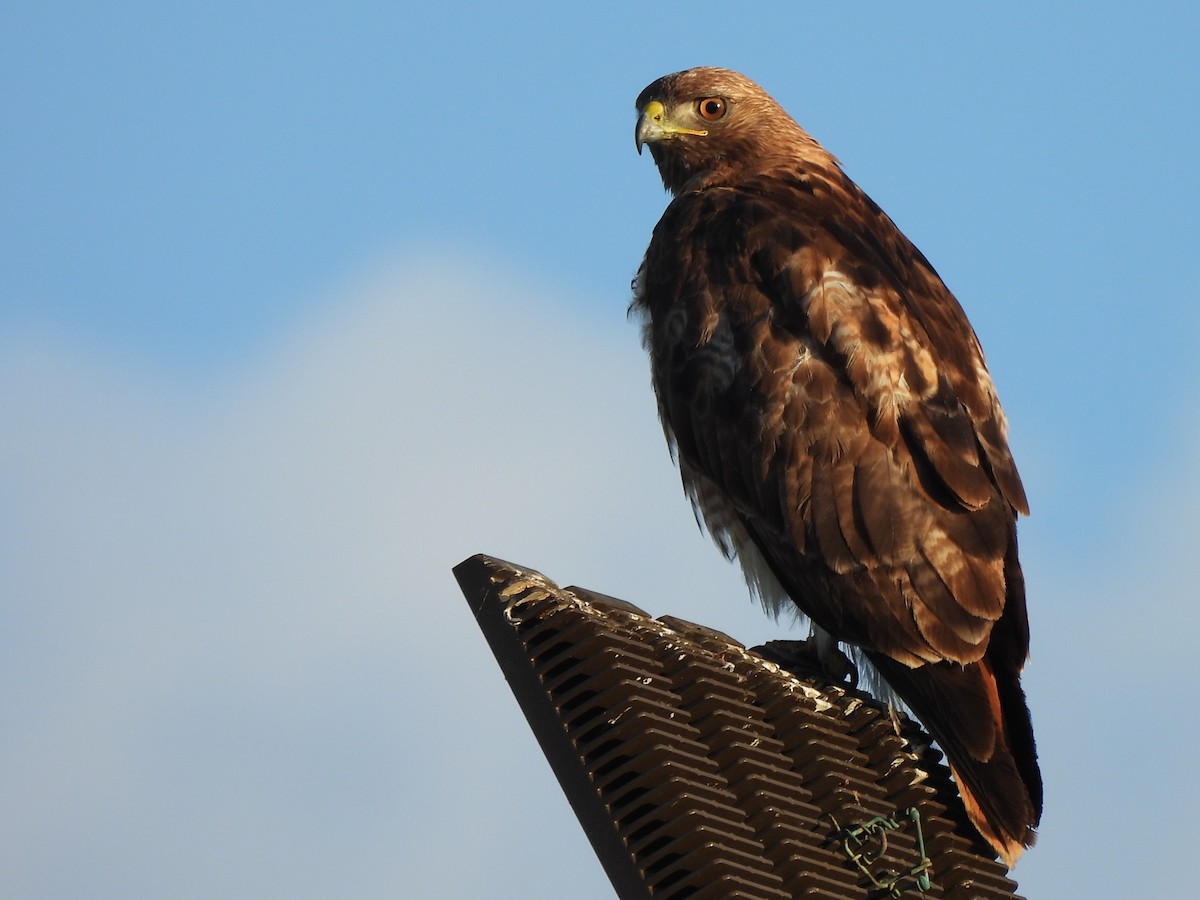 Red-tailed Hawk - ML620902943