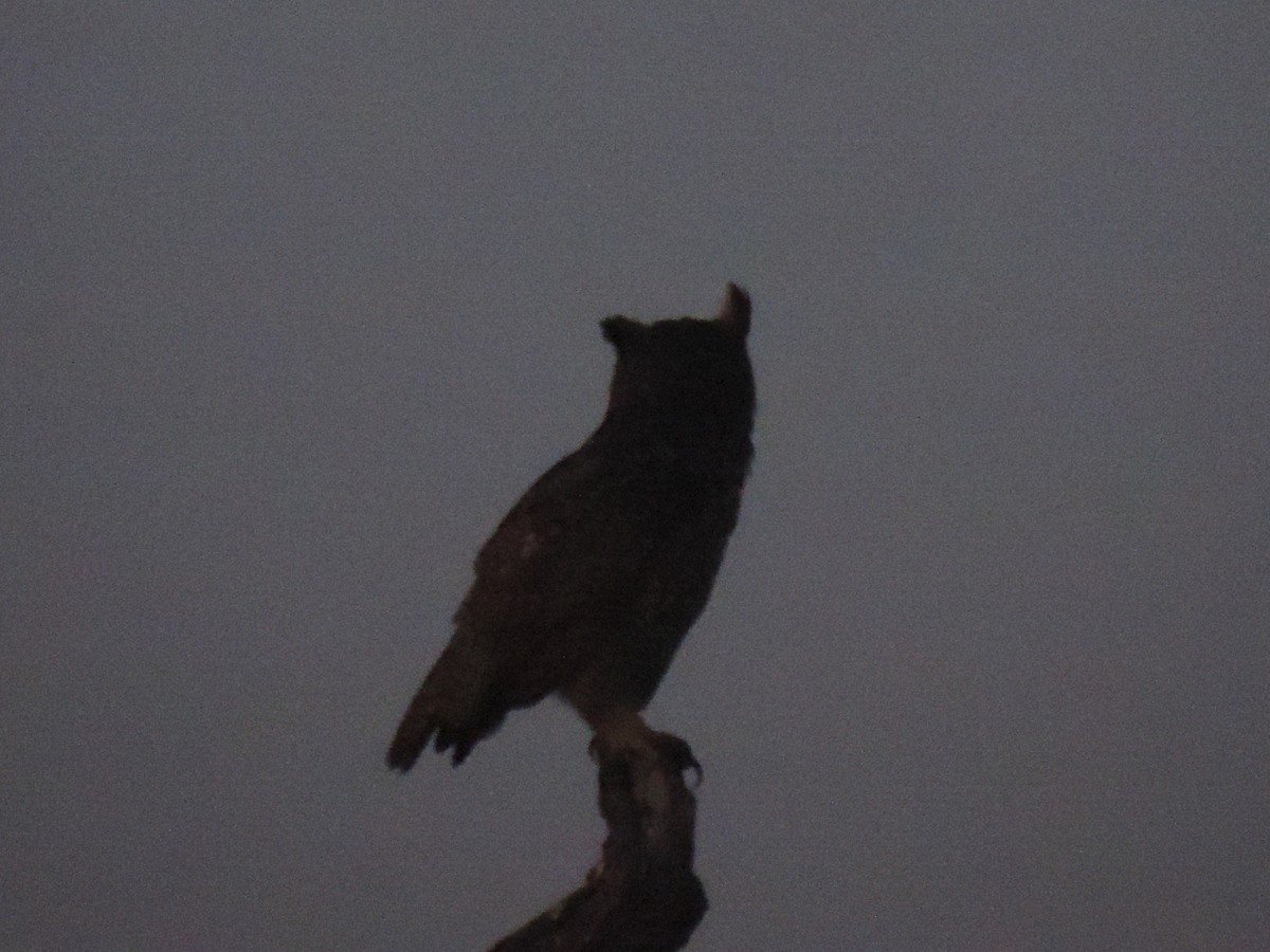 Great Horned Owl - ML620902952