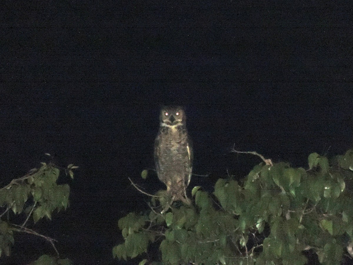 Great Horned Owl - ML620902953