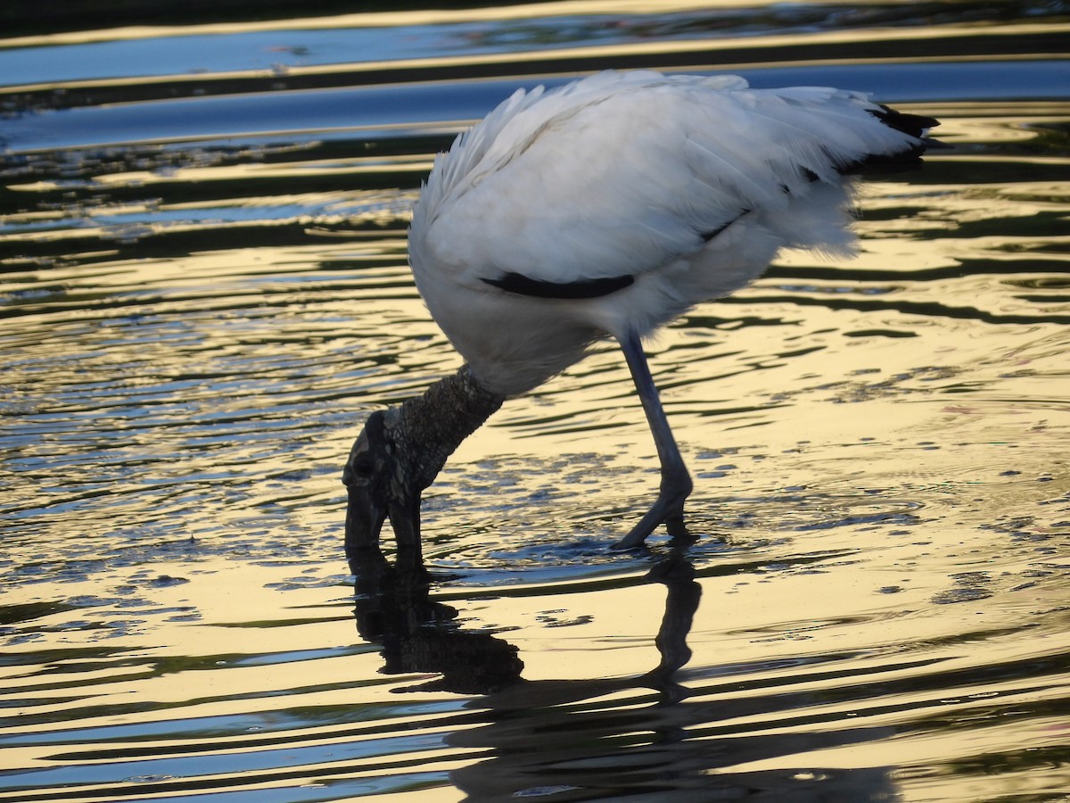 Wood Stork - ML620902955