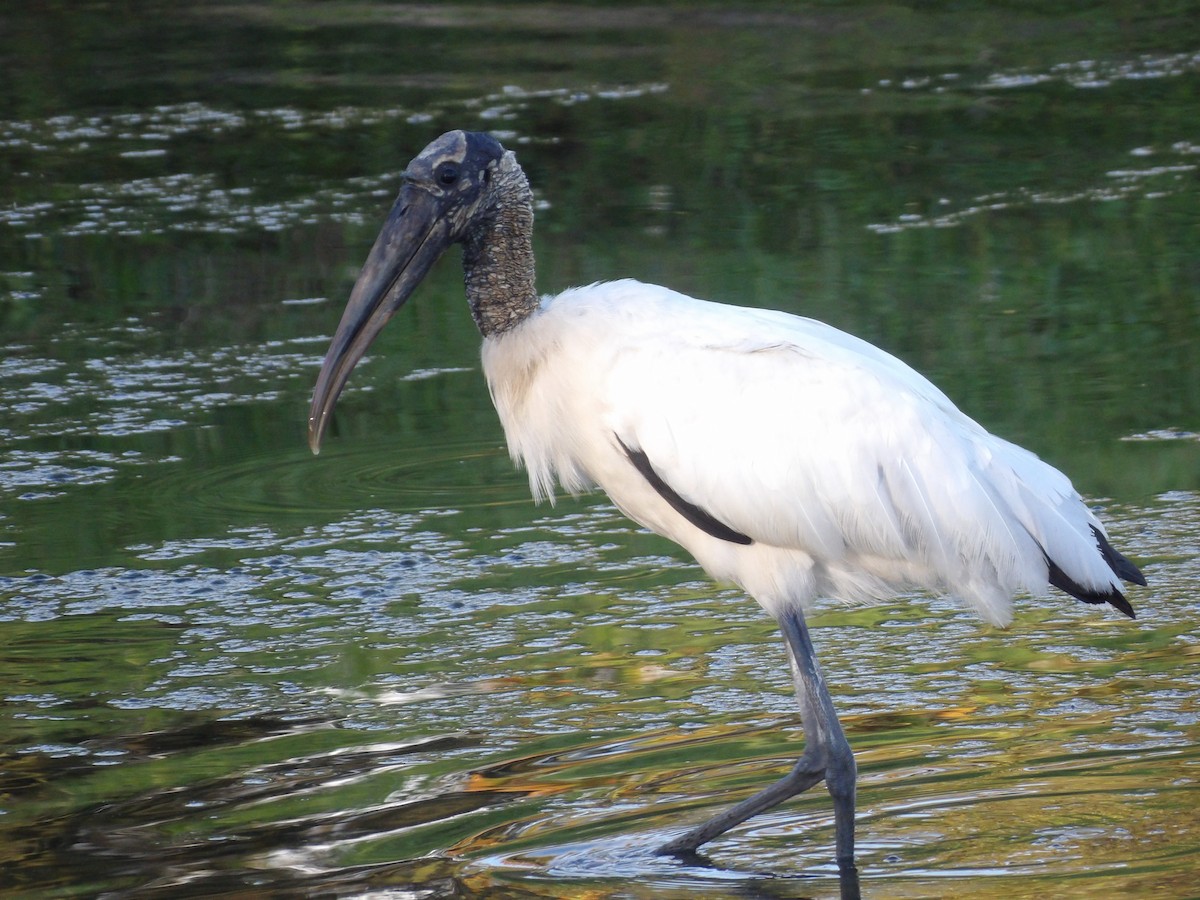 Wood Stork - ML620902963