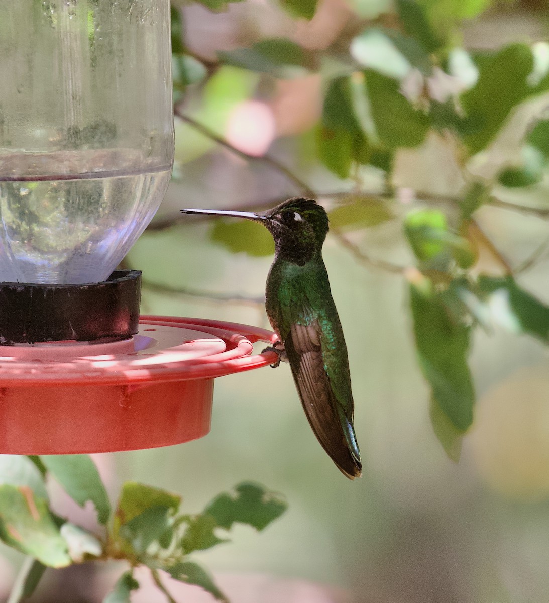 kolibřík skvostný - ML620902971