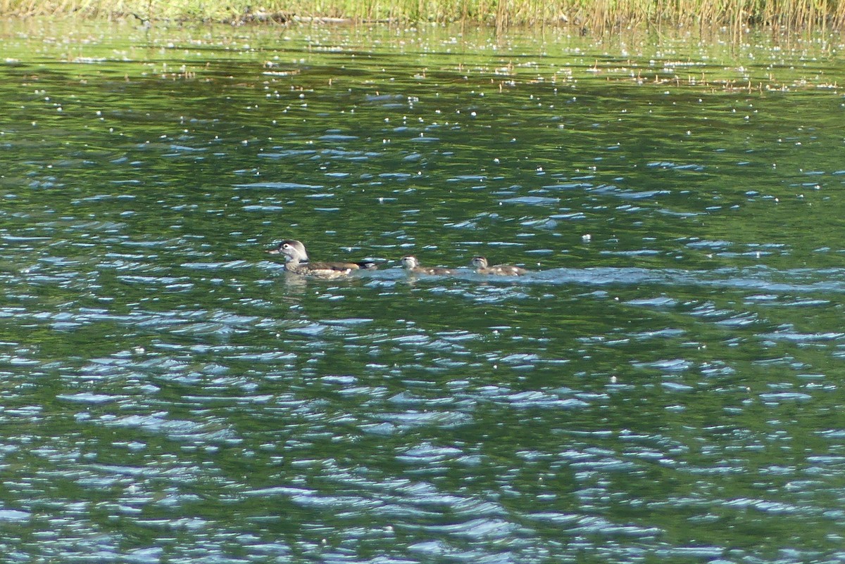 Wood Duck - ML620902988