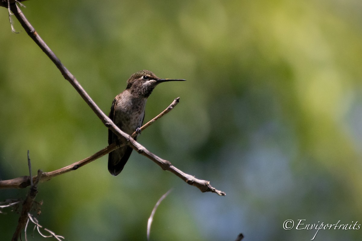 Anna's Hummingbird - ML620903011