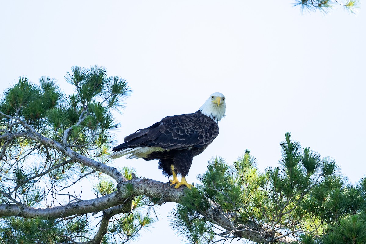 ハクトウワシ - ML620903013