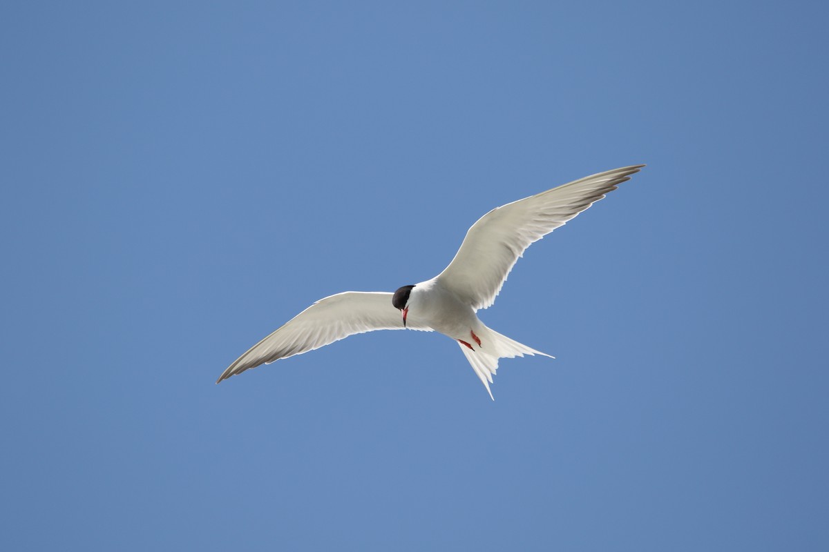 Common Tern - ML620903025