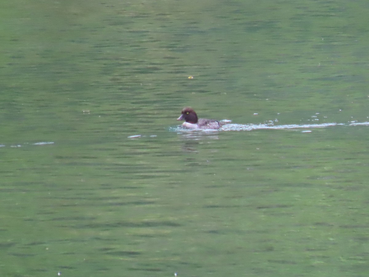 Common Goldeneye - ML620903039