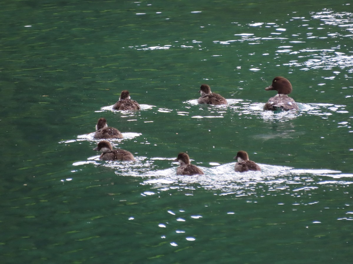 Common Goldeneye - ML620903042