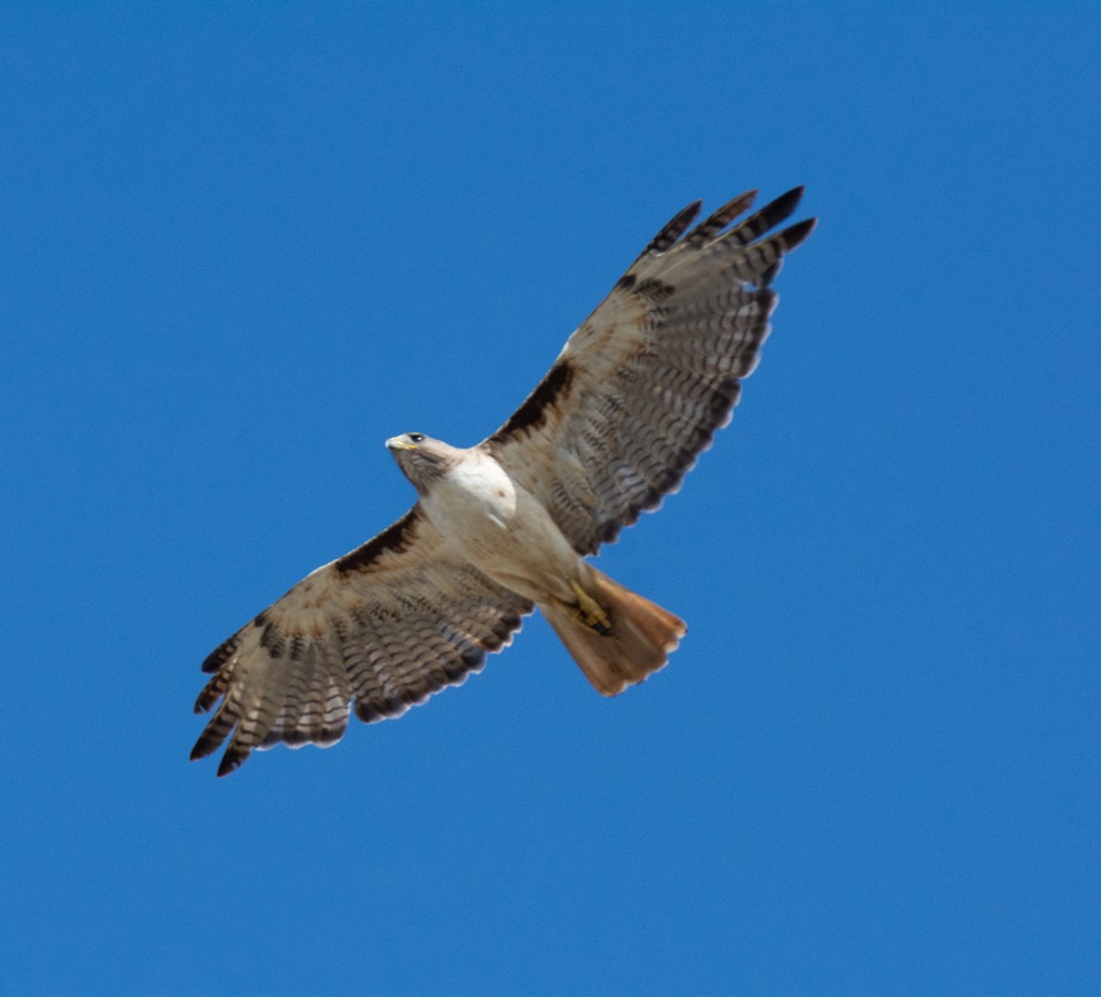 Red-tailed Hawk - ML620903075