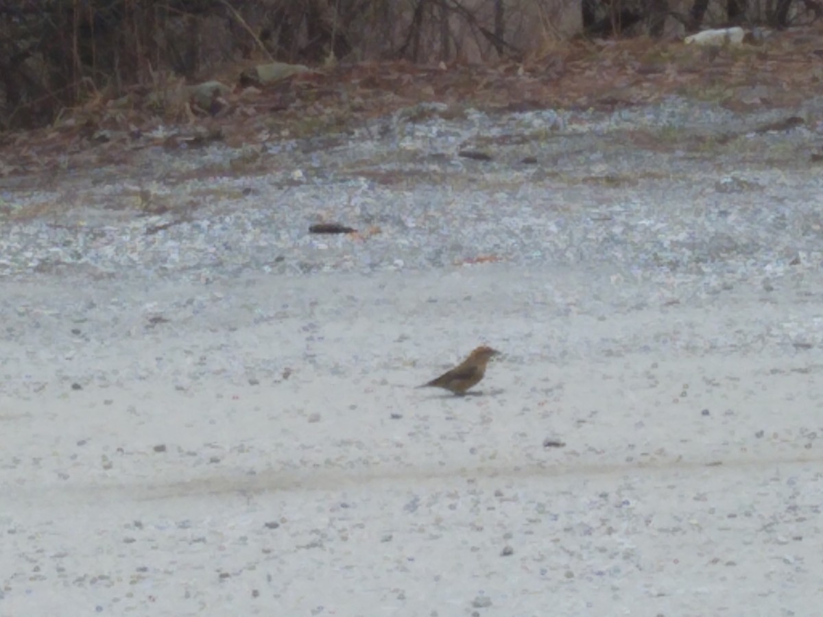 Red Crossbill - ML620903086