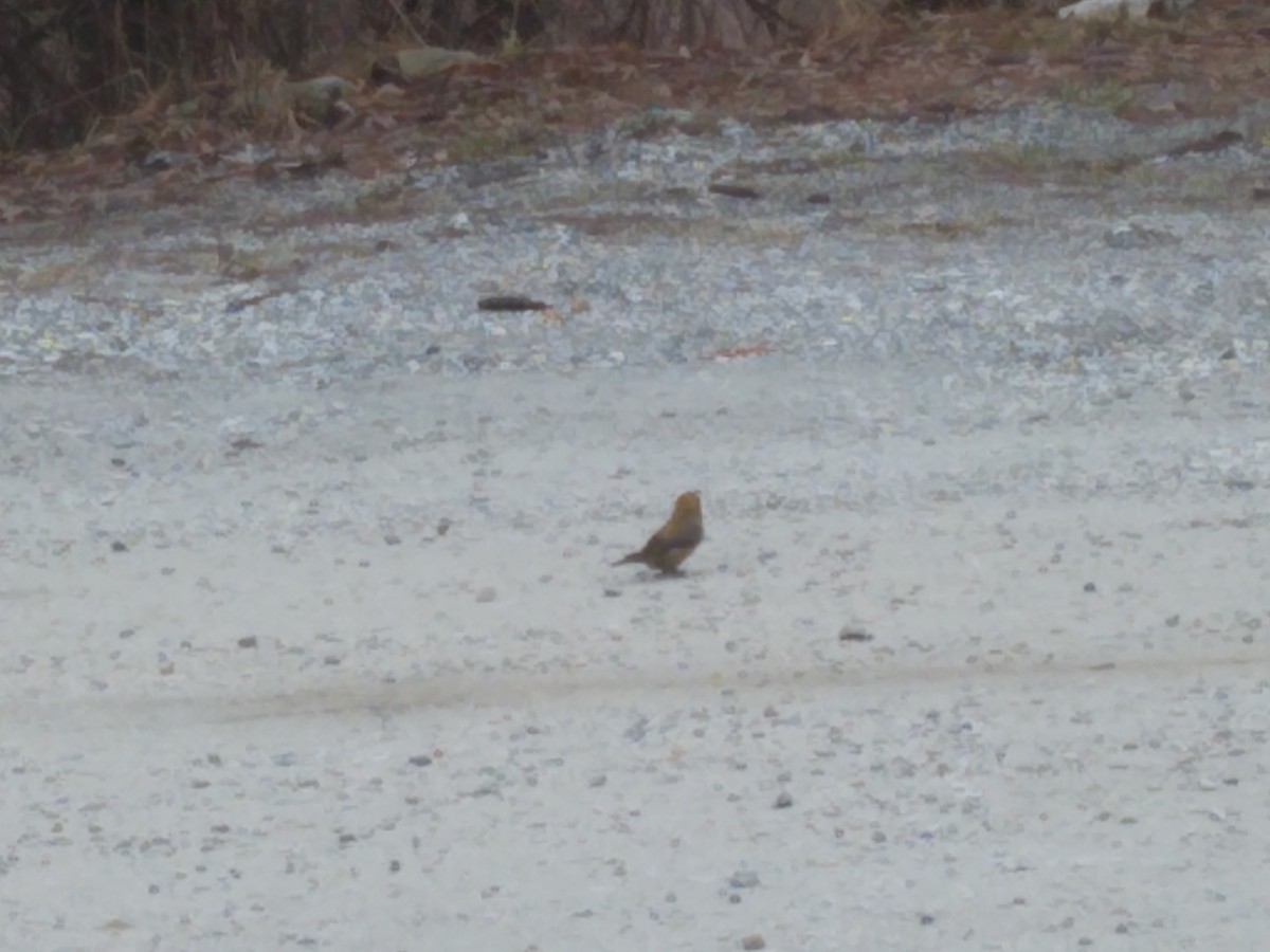 Red Crossbill - ML620903087