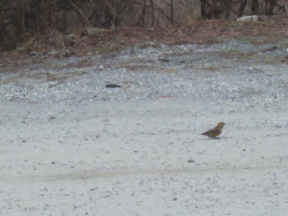 Red Crossbill - ML620903089