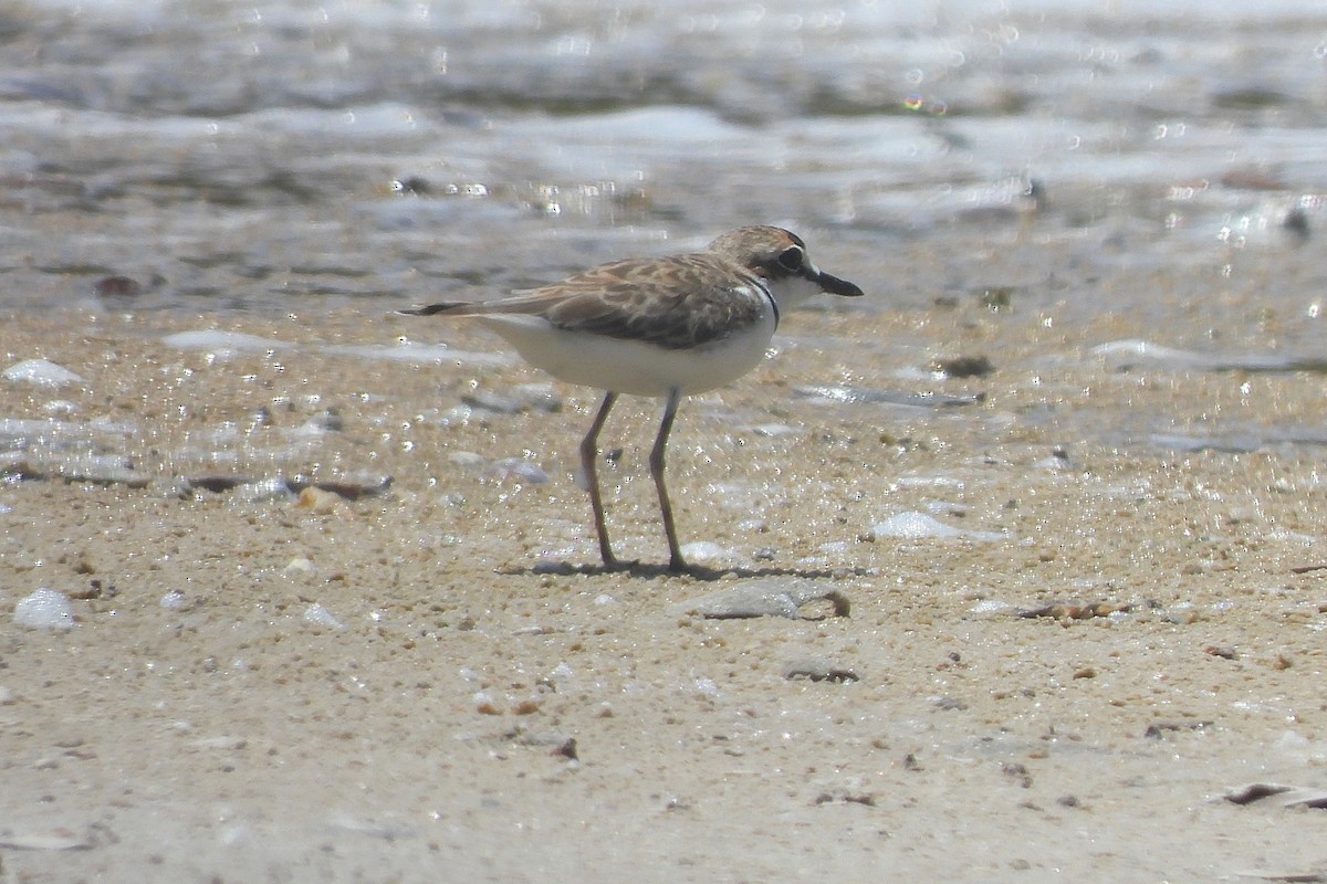 Collared Plover - ML620903102