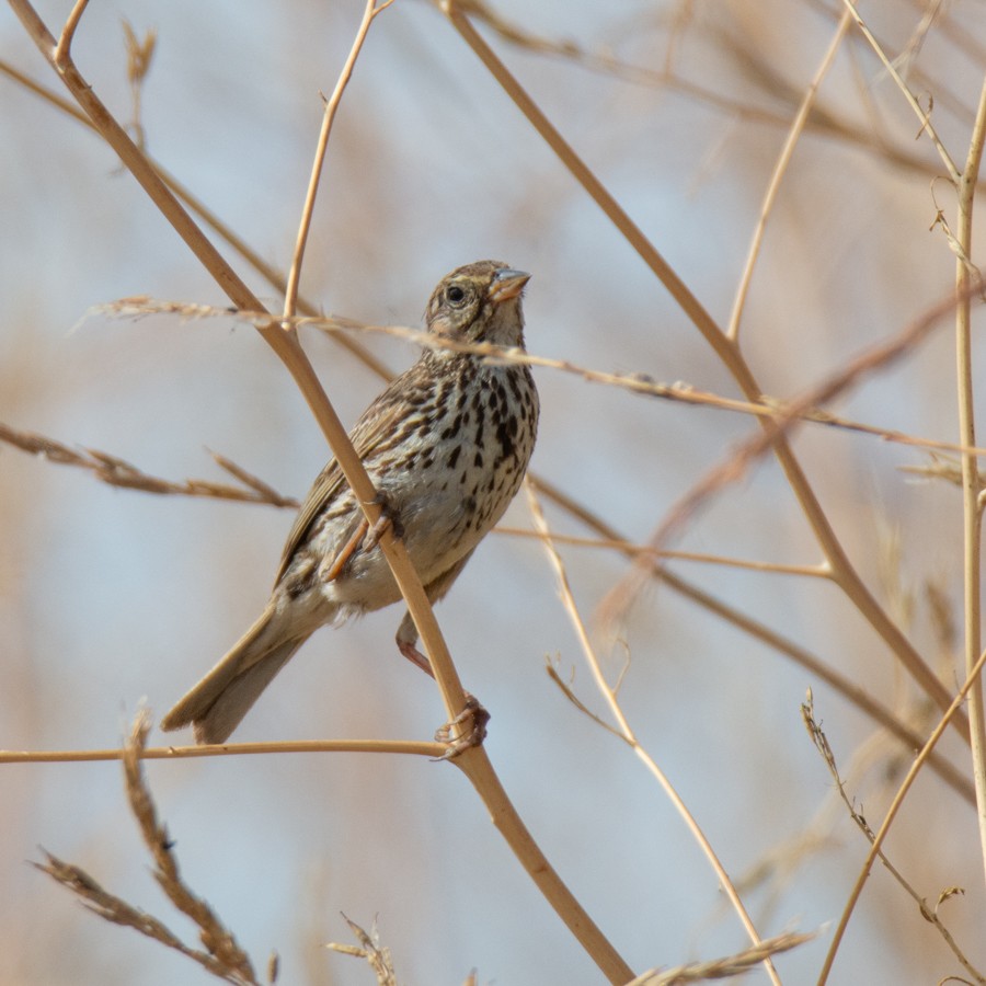 Savannah Sparrow (Belding's) - ML620903105