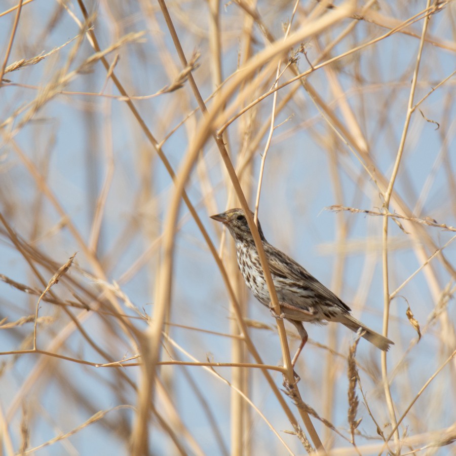 Savannah Sparrow (Belding's) - ML620903106