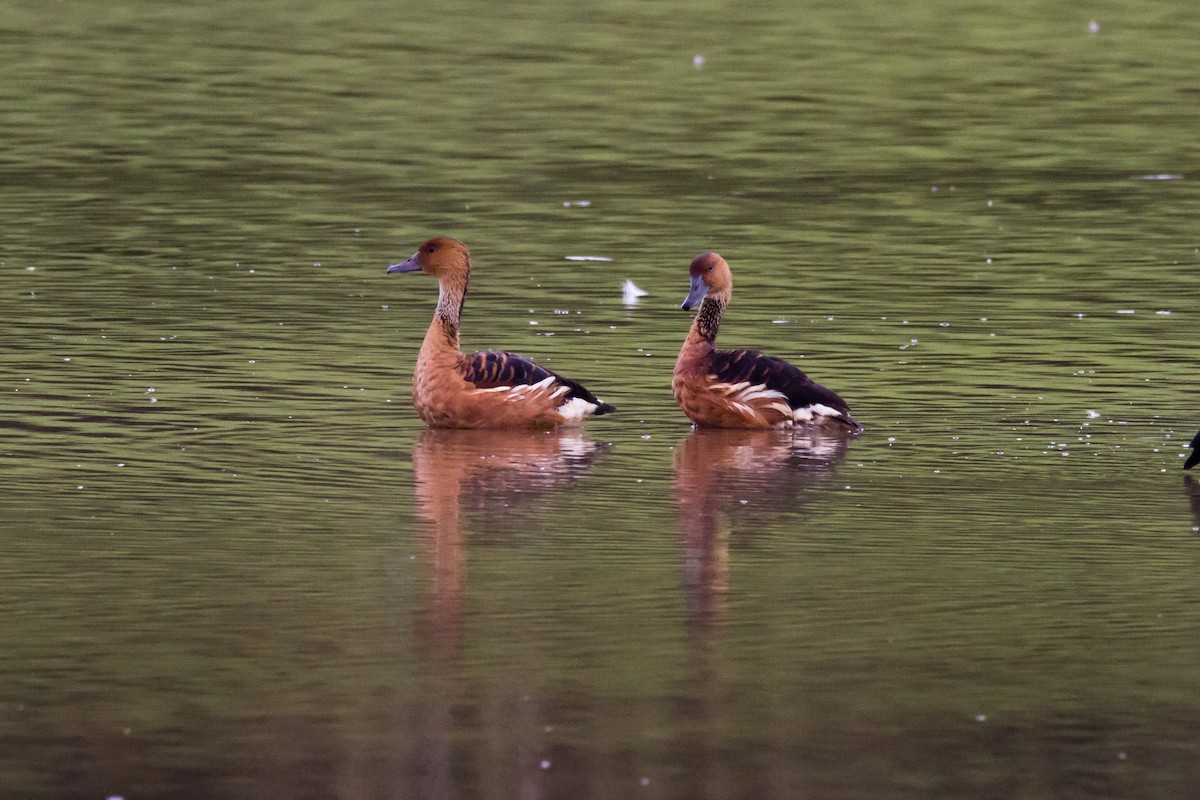 Fulvous Whistling-Duck - ML620903112