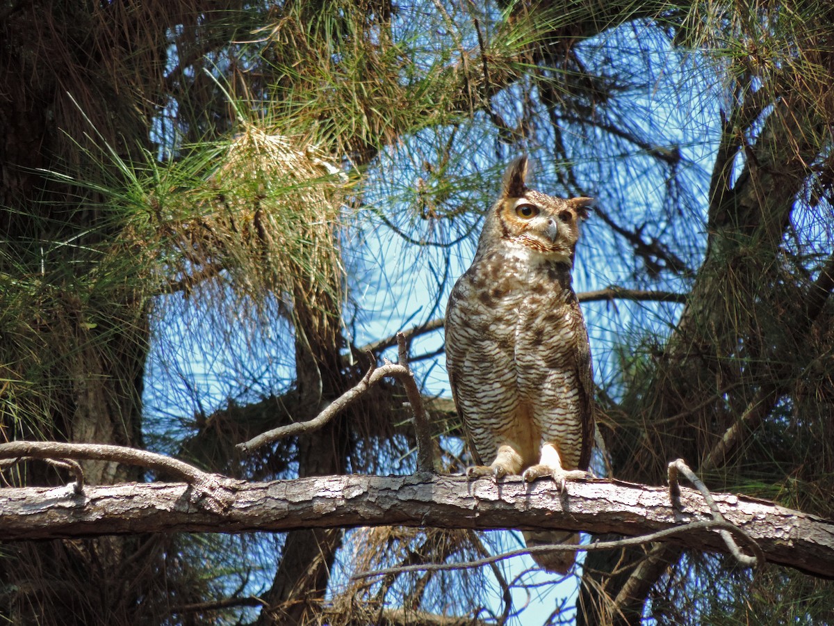 Great Horned Owl - ML620903115