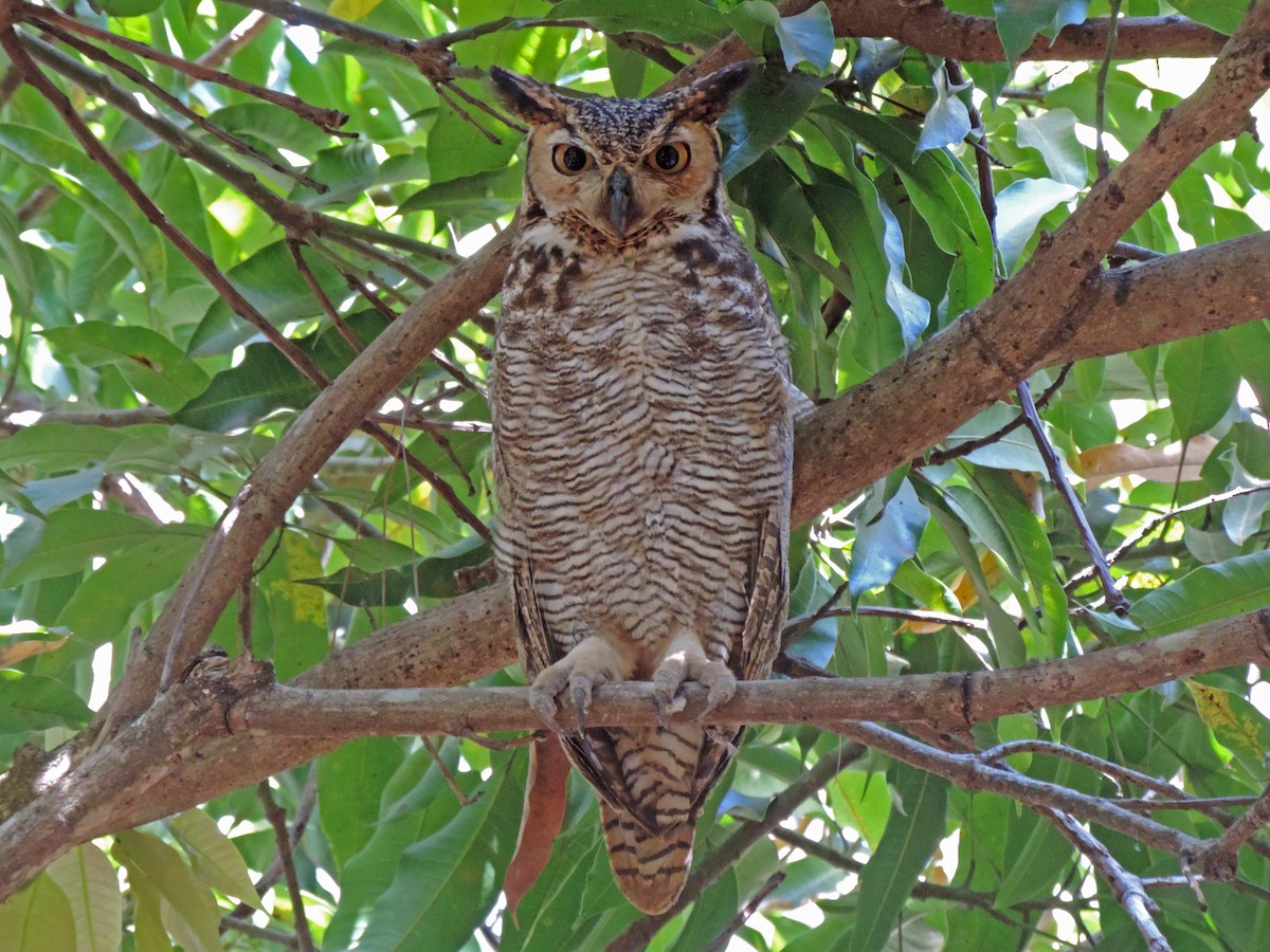 Great Horned Owl - ML620903117