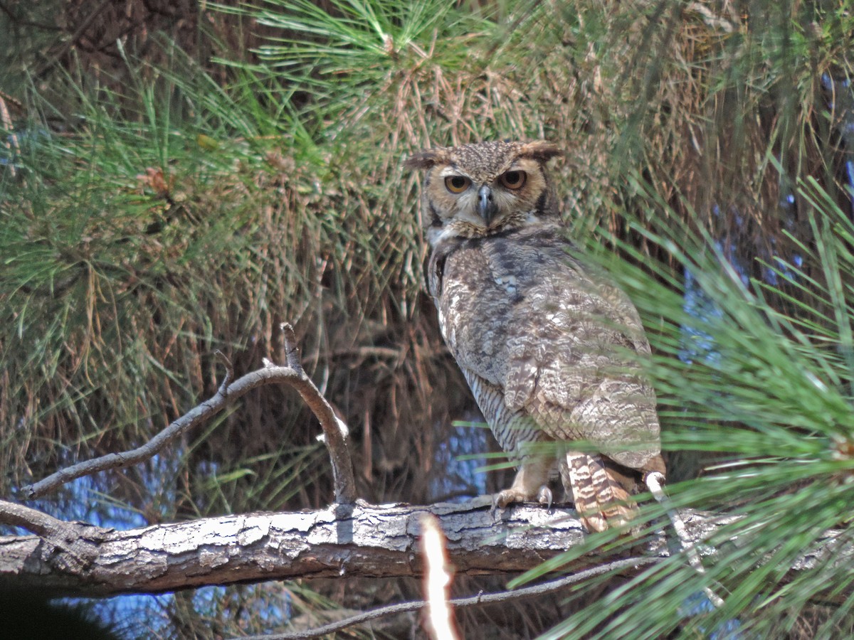 Great Horned Owl - ML620903118