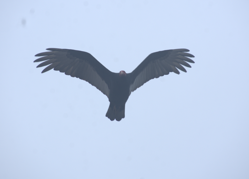 Turkey Vulture - ML620903141