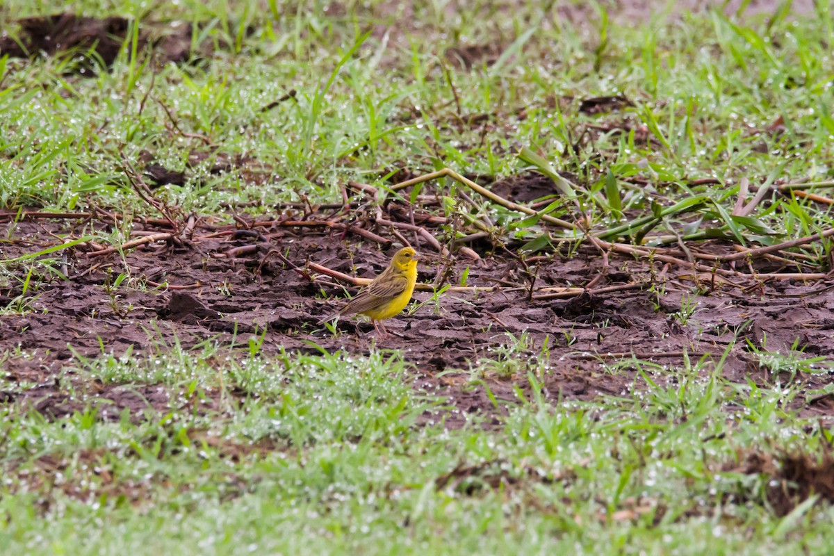 Grassland Yellow-Finch - ML620903142