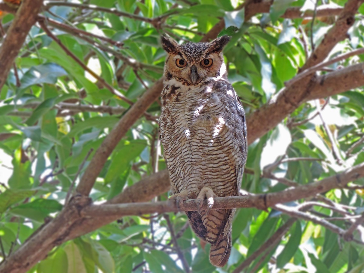 Great Horned Owl - ML620903143