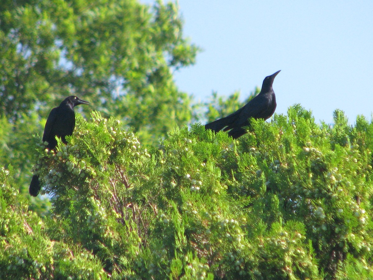 Great-tailed Grackle - ML620903166
